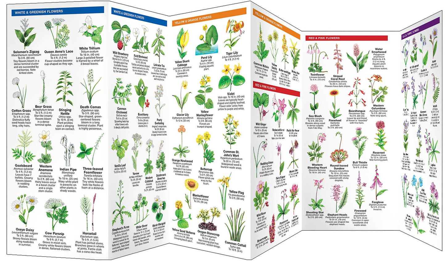 Pocket Naturalist Oregon Trees & Wildflowers: An Introduction to Familiar Species of Trees, Shrubs and Wildflowers