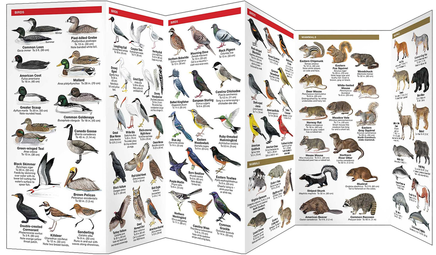 North Carolina Wildlife: An Introduction to Familiar Species (Pocket Naturalist Series)