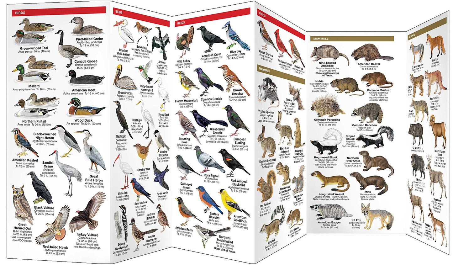 Texas Wildlife: An Introduction to Familiar Species (Pocket Naturalist Series)