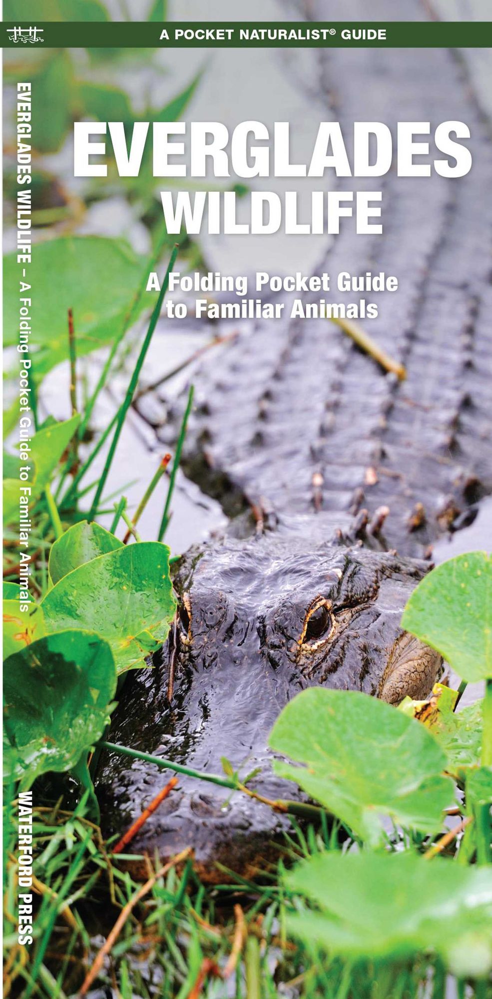 Everglades Wildlife: An Introduction to Familiar Species (Pocket Naturalist Series)