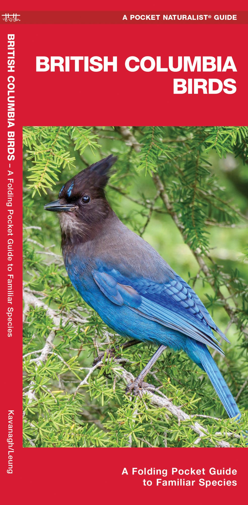 British Columbia Birds: An Introduction to Familiar Species