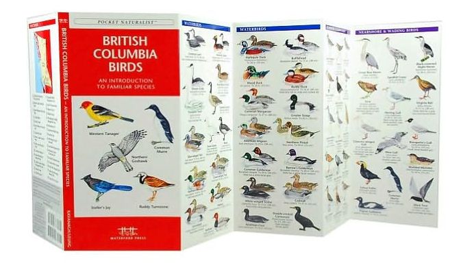 British Columbia Birds: An Introduction to Familiar Species