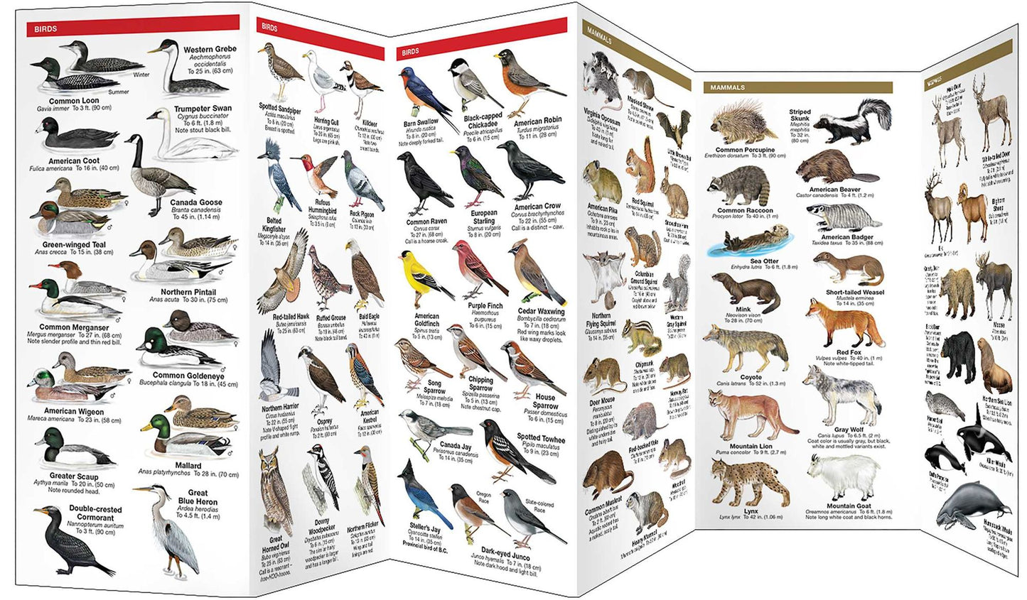 British Columbia Wildlife: An Introduction to Familiar Species