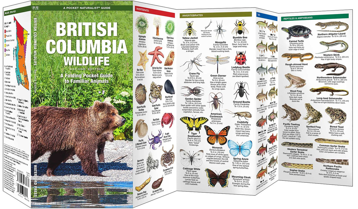 British Columbia Wildlife: An Introduction to Familiar Species