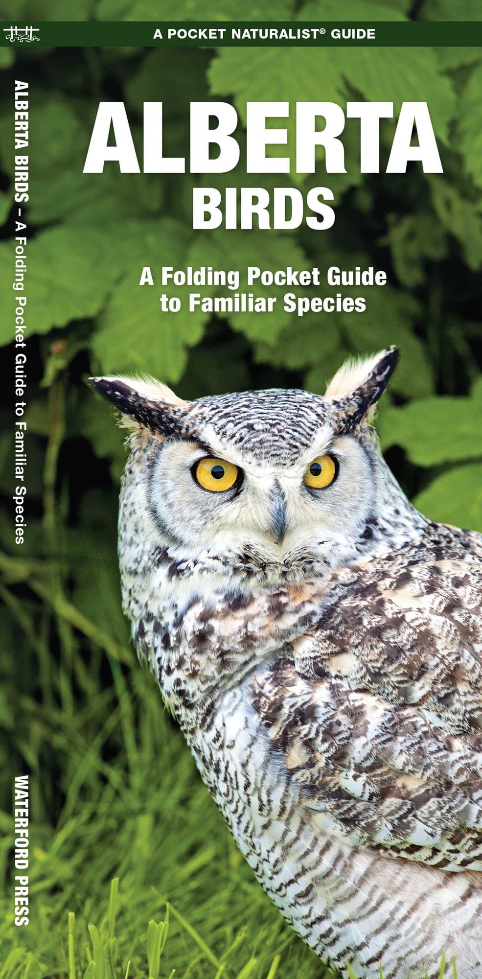 Alberta Birds: An Introduction to Familiar Species
