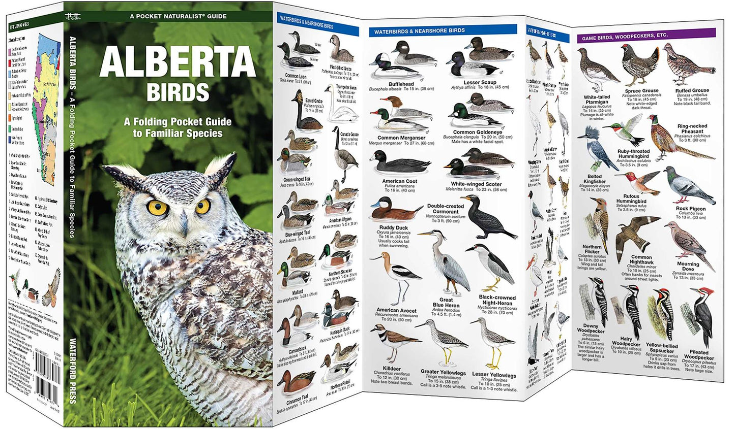 Alberta Birds: An Introduction to Familiar Species
