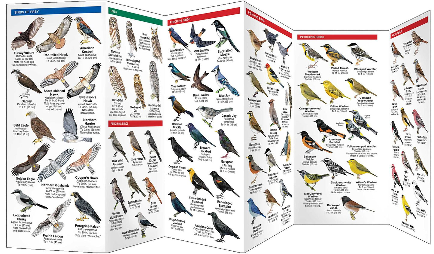Alberta Birds: An Introduction to Familiar Species