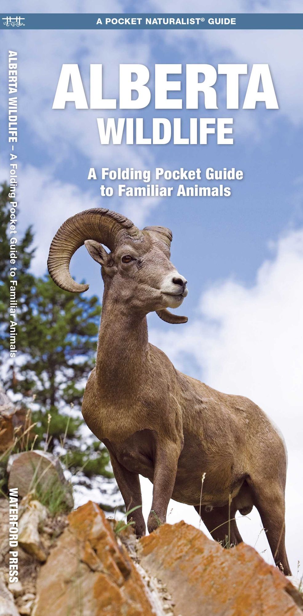 Alberta Wildlife: An Introduction to Familiar Species