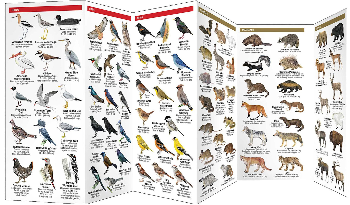 Alberta Wildlife: An Introduction to Familiar Species