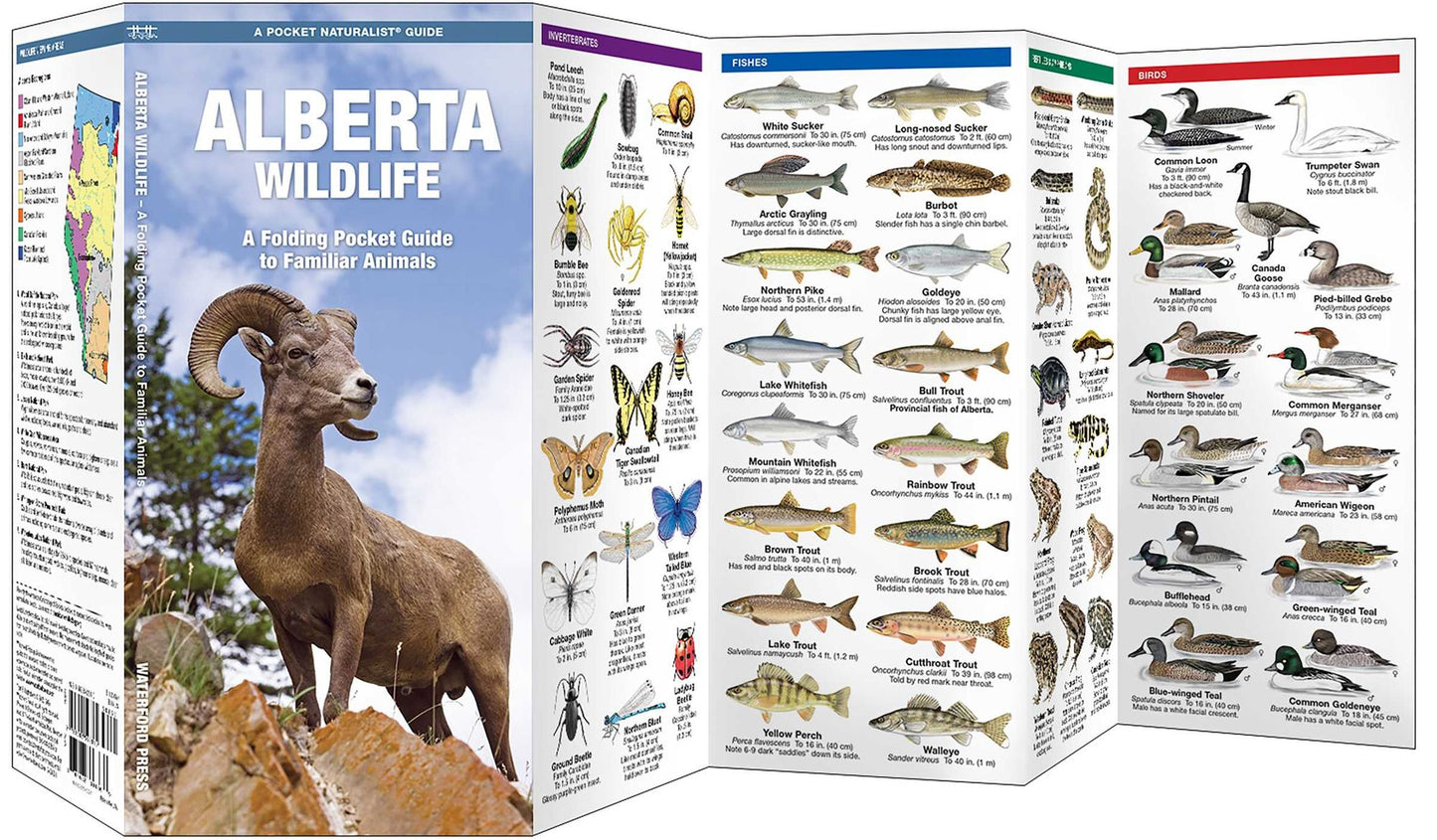 Alberta Wildlife: An Introduction to Familiar Species