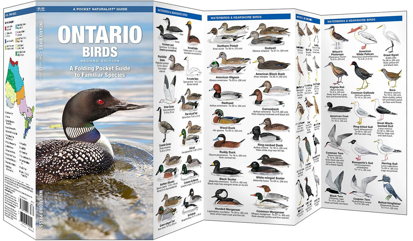 Ontario Birds: An Introduction to Familiar Species