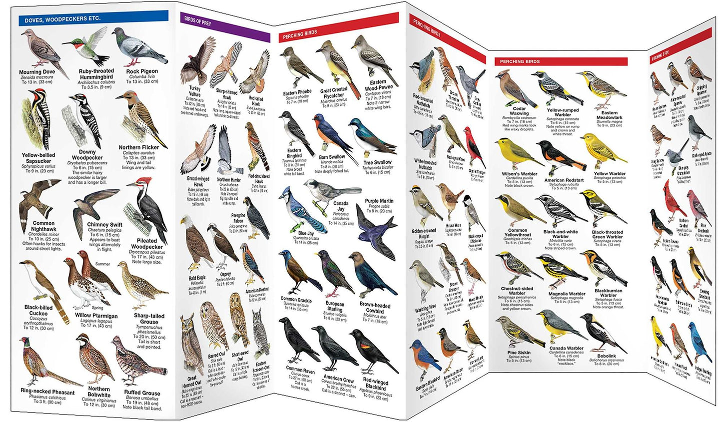Ontario Birds: An Introduction to Familiar Species