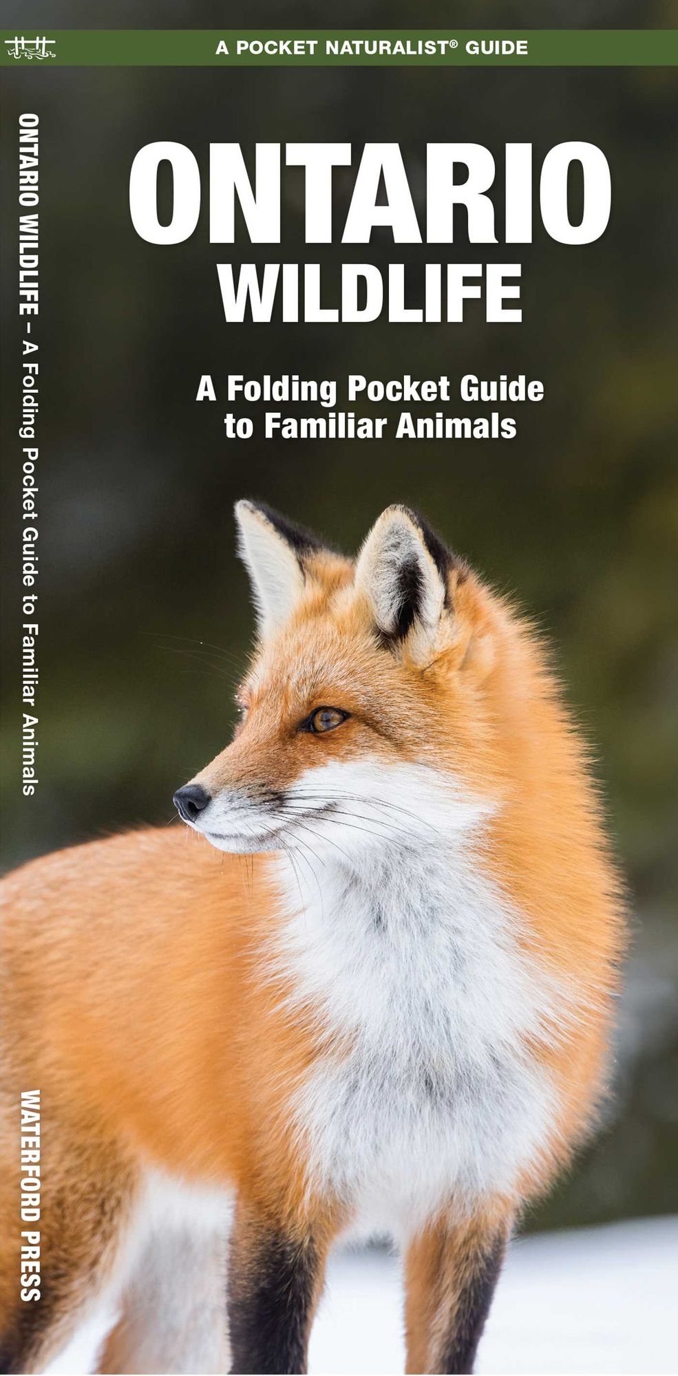 Ontario Wildlife: An Introduction to Familiar Species
