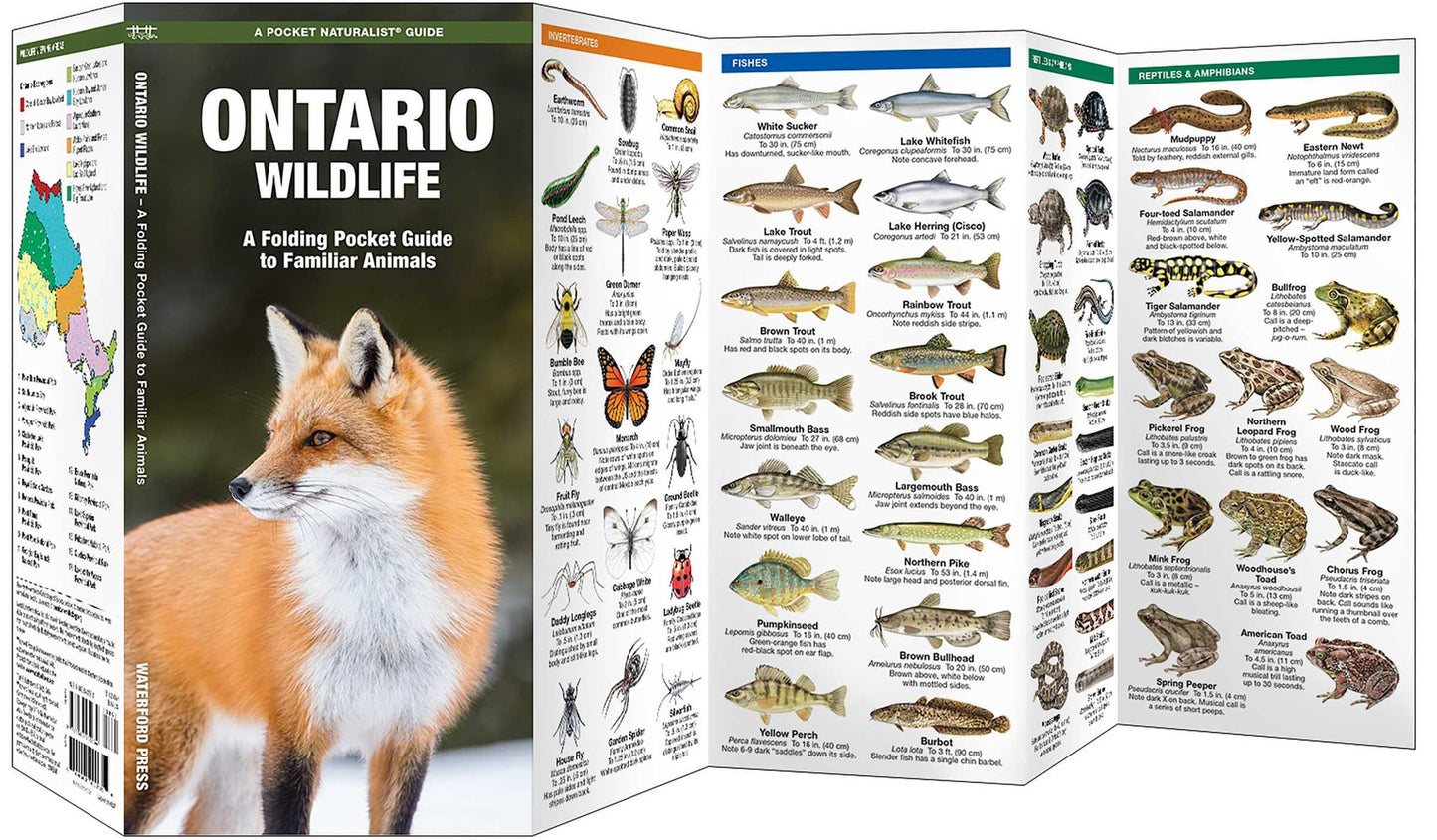 Ontario Wildlife: An Introduction to Familiar Species