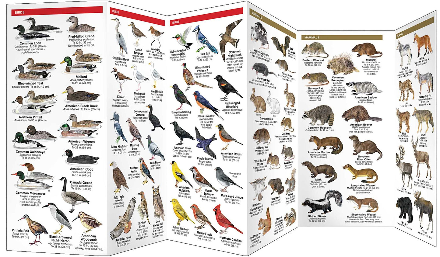 Ontario Wildlife: An Introduction to Familiar Species