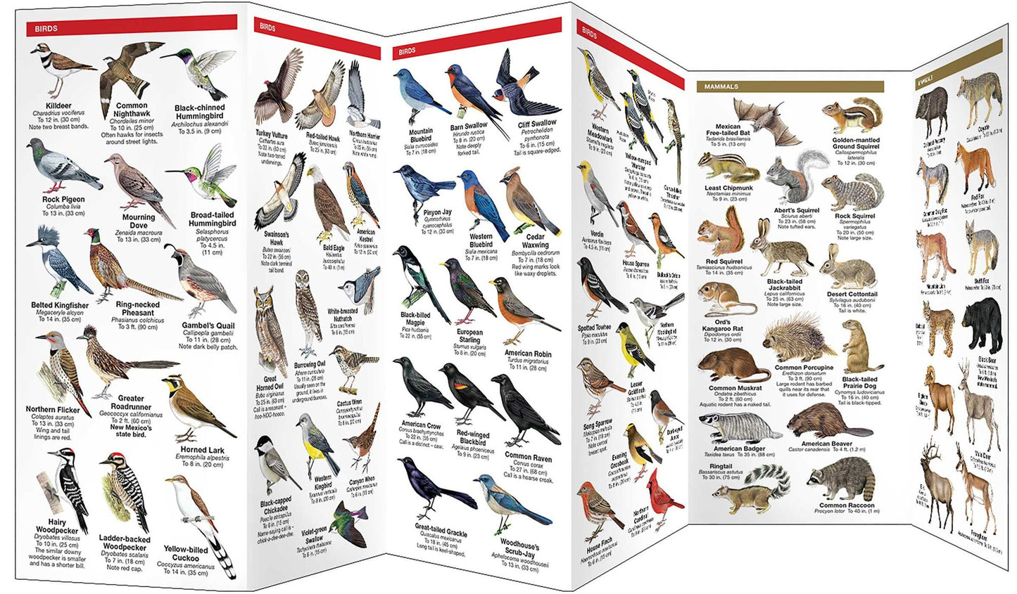 Pocket Naturalist Guide to New Mexico Wildlife: An Introduction to Familiar Species