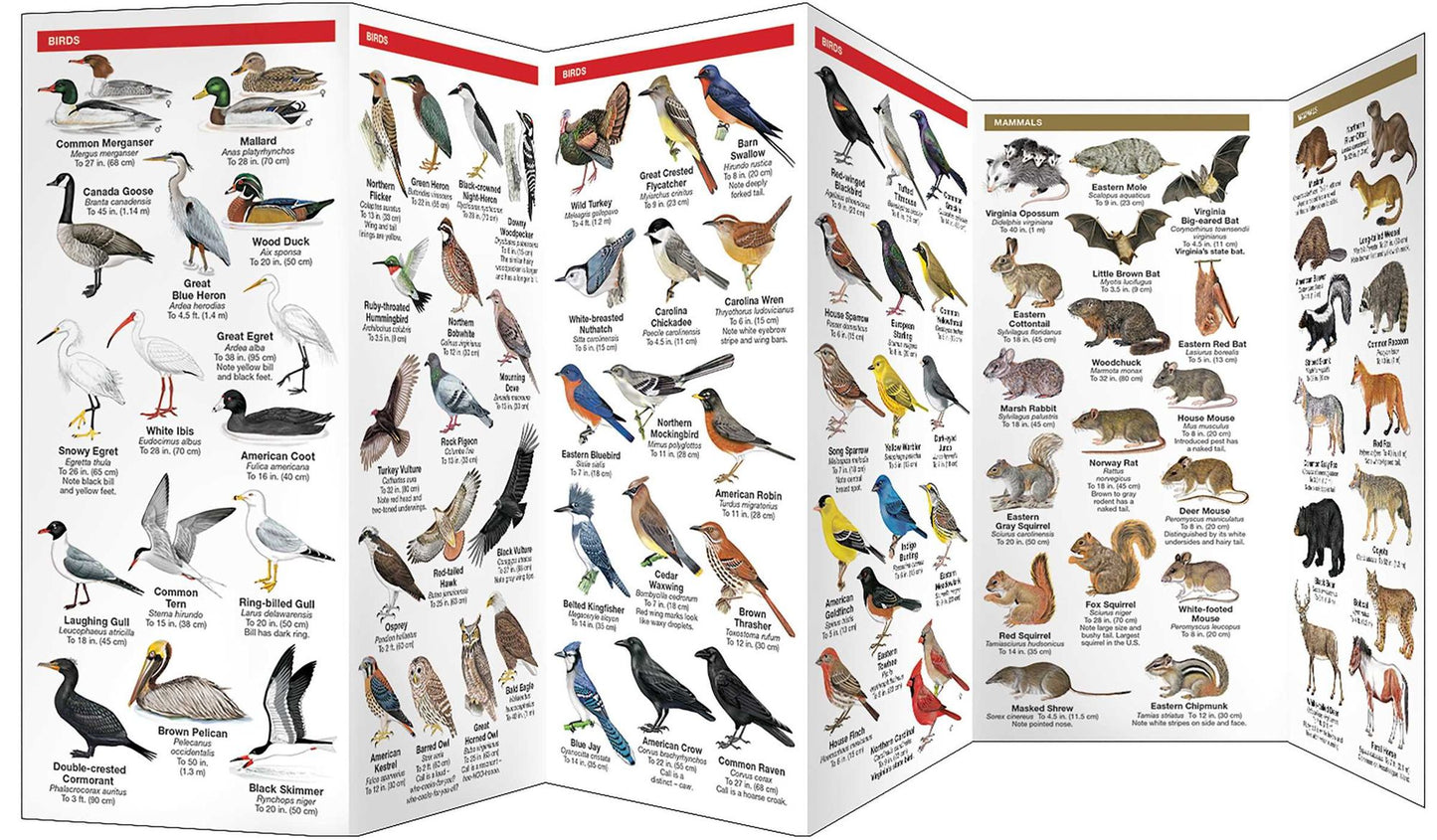 Virginia Wildlife: An Introduction to Familiar Species