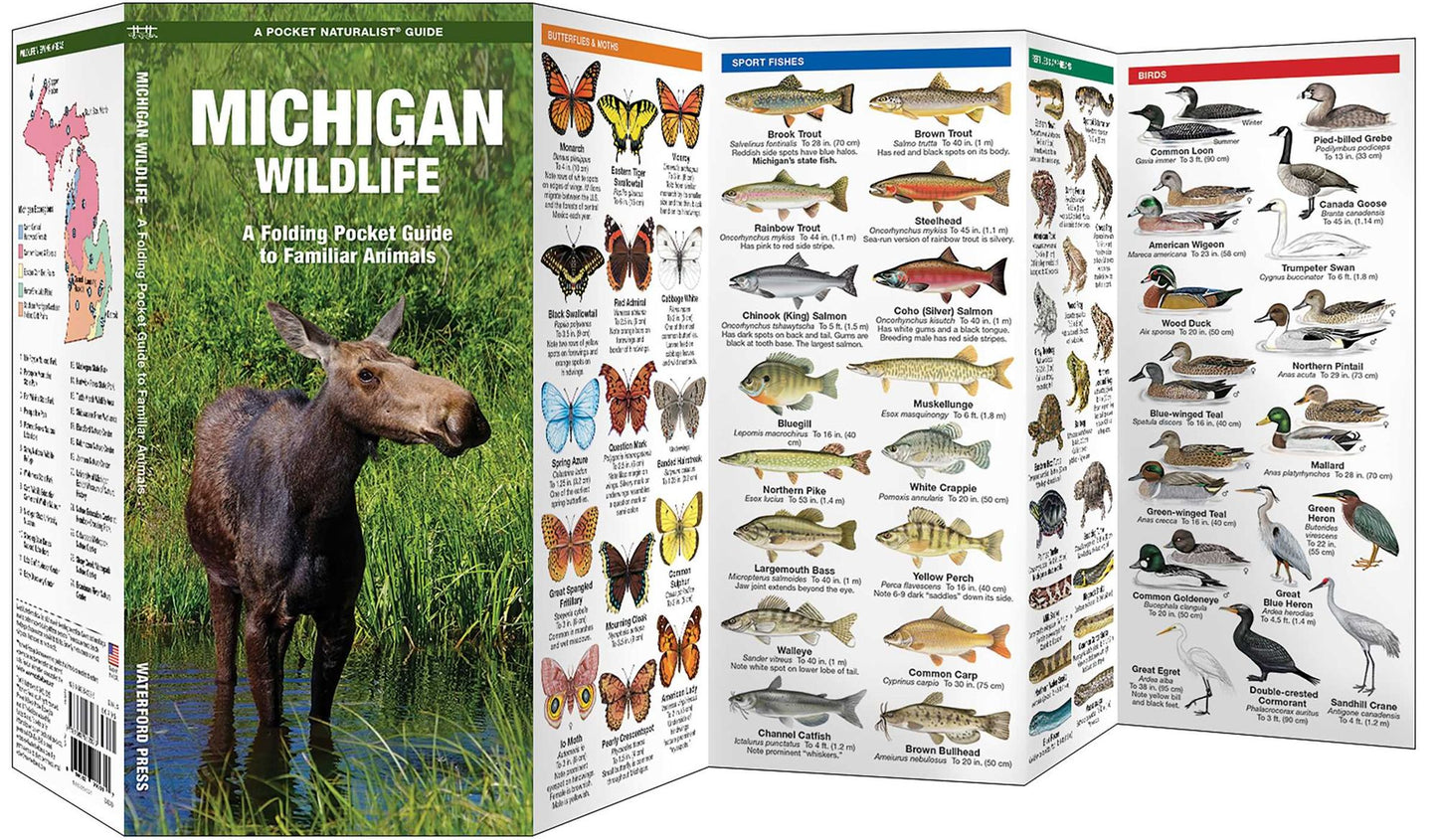 Michigan Wildlife: An Introduction to Familiar Species