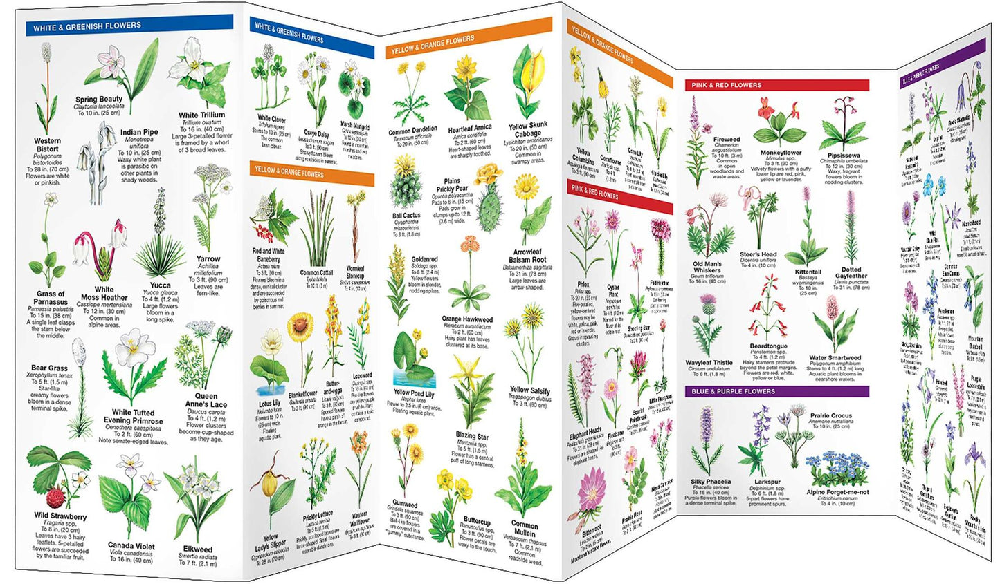 Montana Trees and Wildflowers: An Introduction to Familiar Species