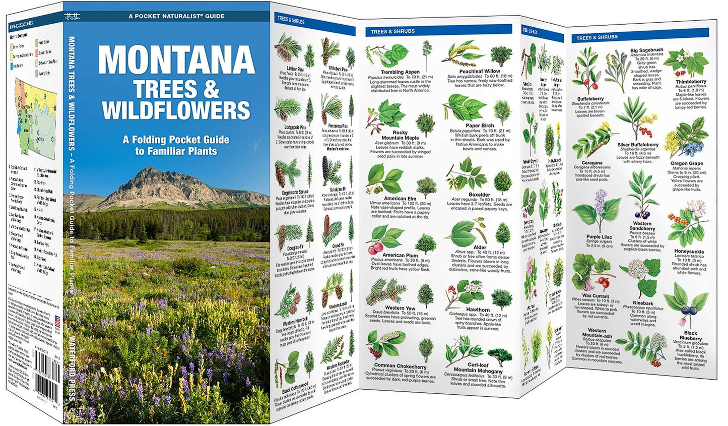 Montana Trees and Wildflowers: An Introduction to Familiar Species