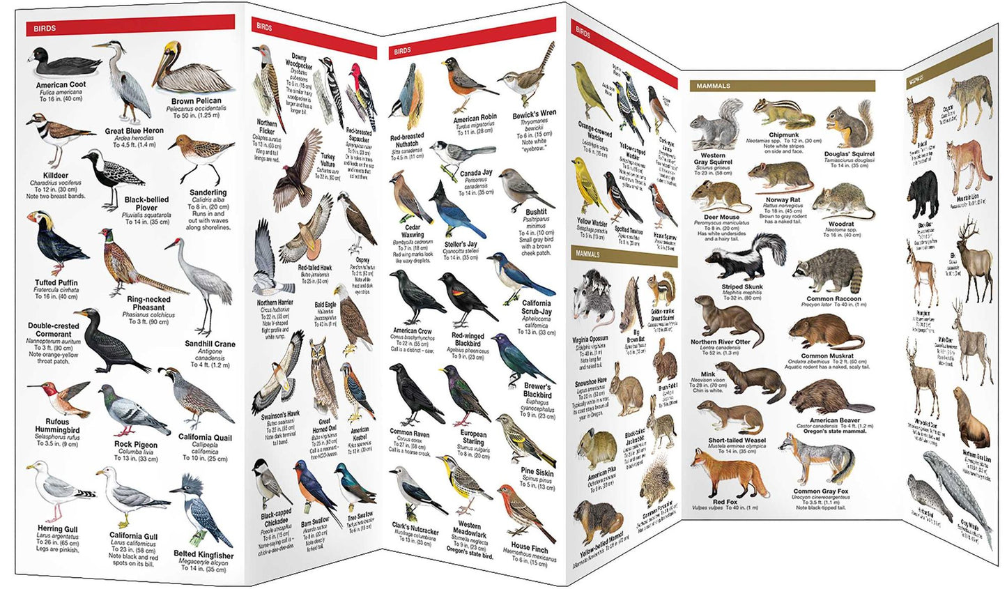 Pocket Naturalist Guide to Oregon Wildlife: An Introduction to Familiar Species