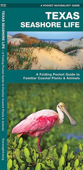 Texas Seashore Life: An Introduction to Familiar Species