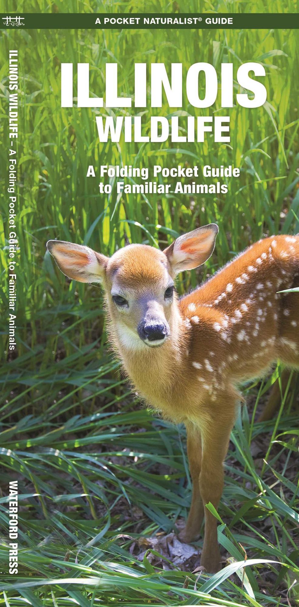 Illinois Wildlife: An Introduction to Familiar Species