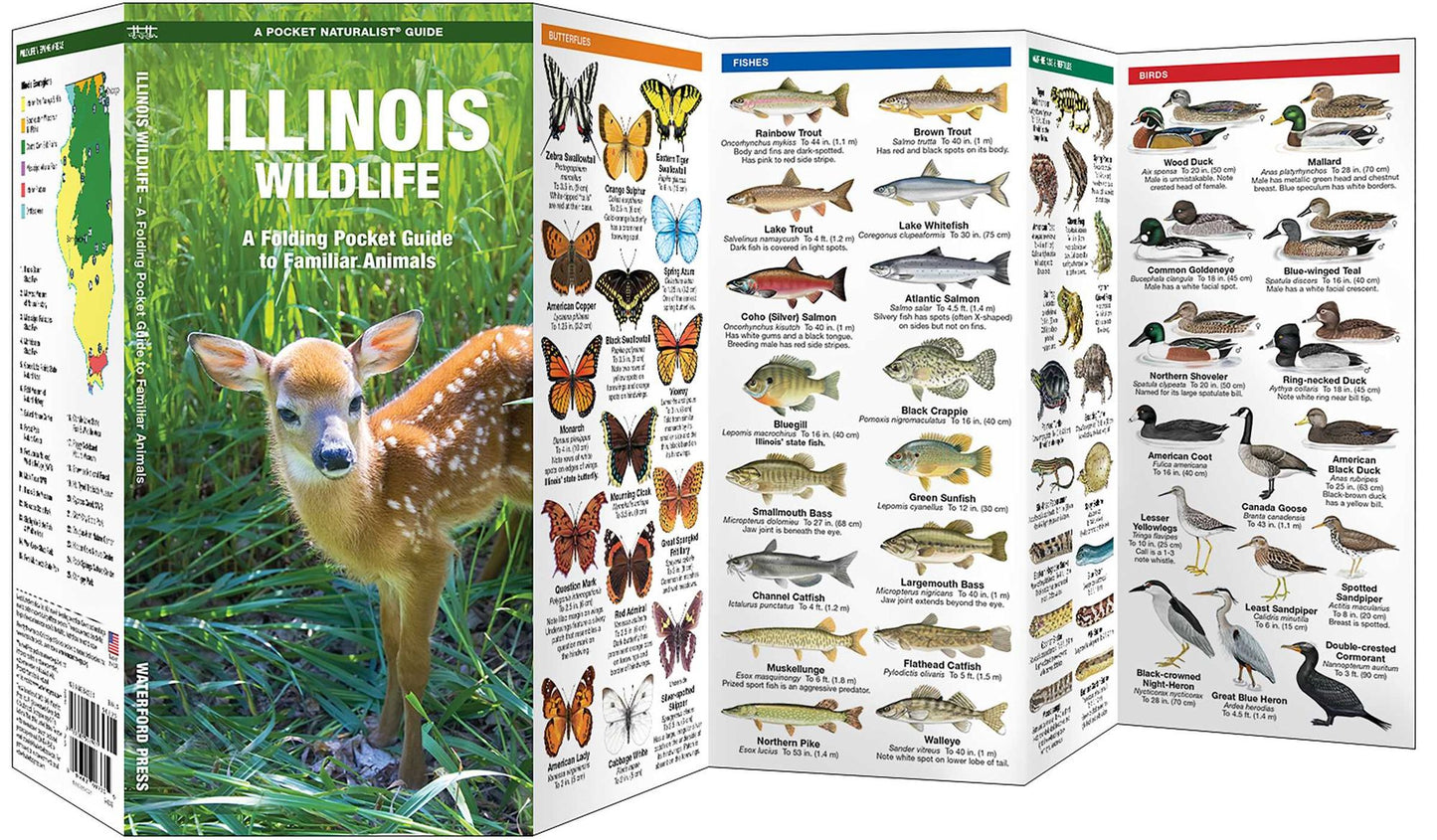 Illinois Wildlife: An Introduction to Familiar Species