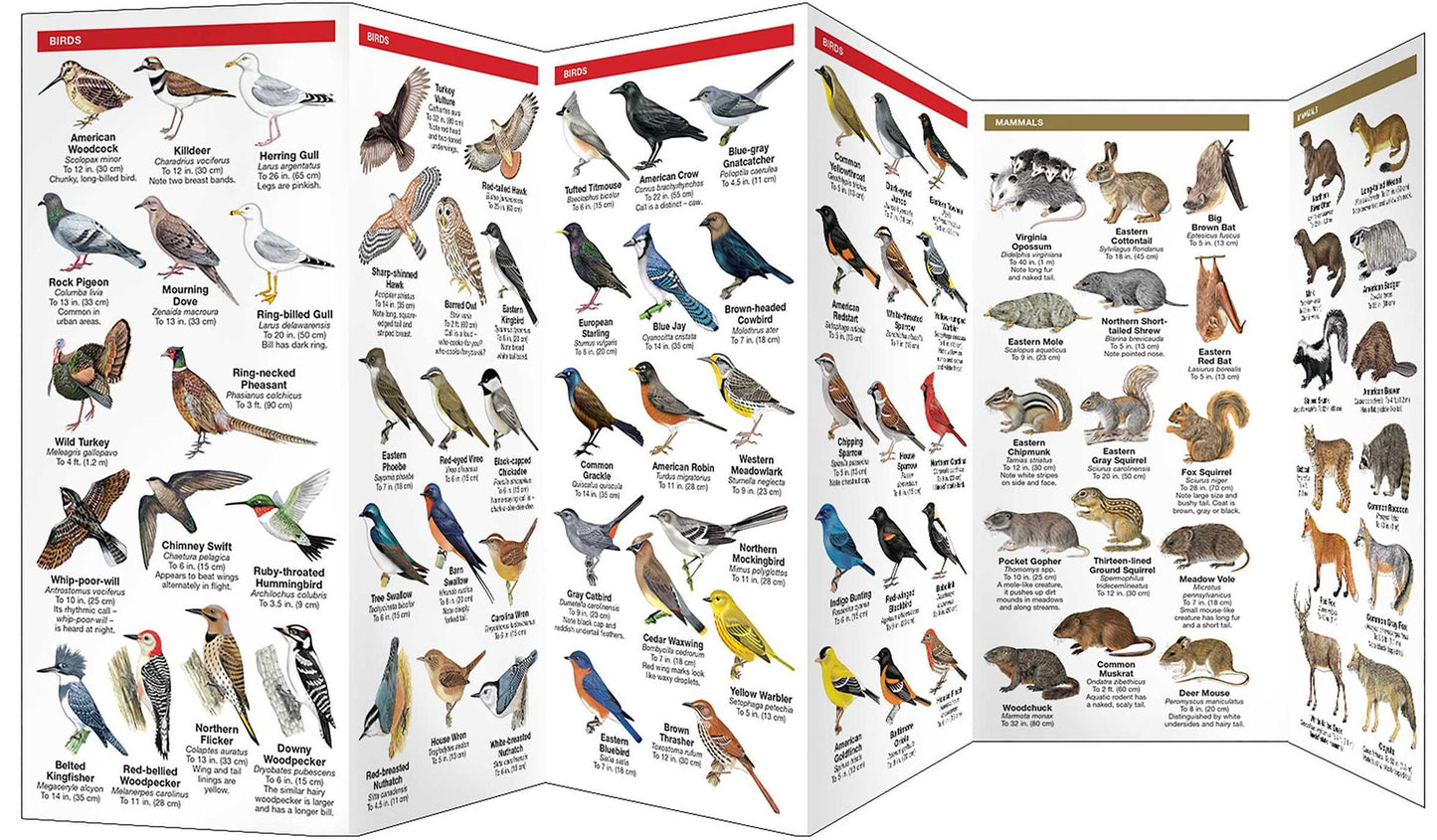 Illinois Wildlife: An Introduction to Familiar Species