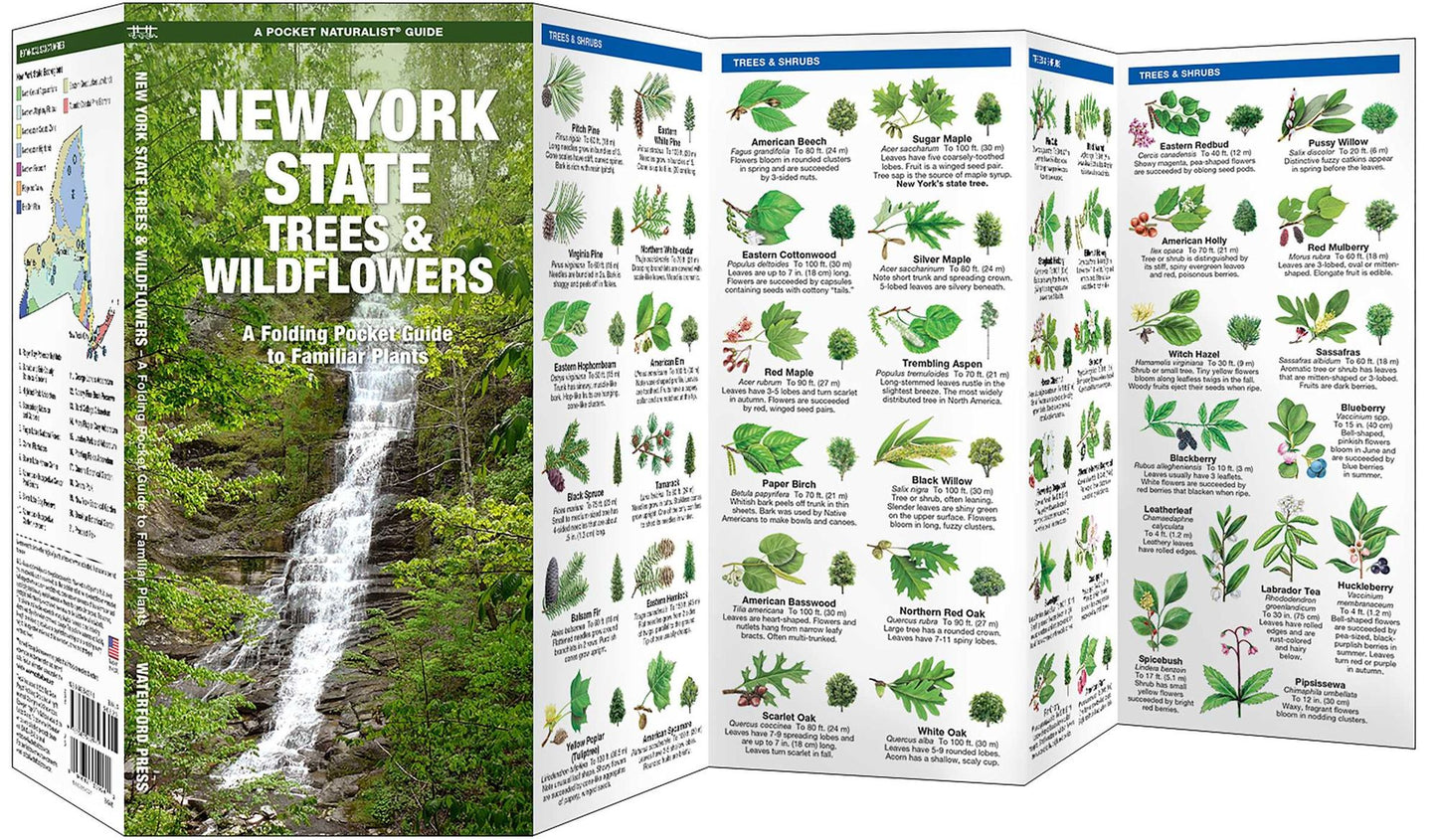 New York State Trees and Wildflowers: An Introduction to Familiar Species