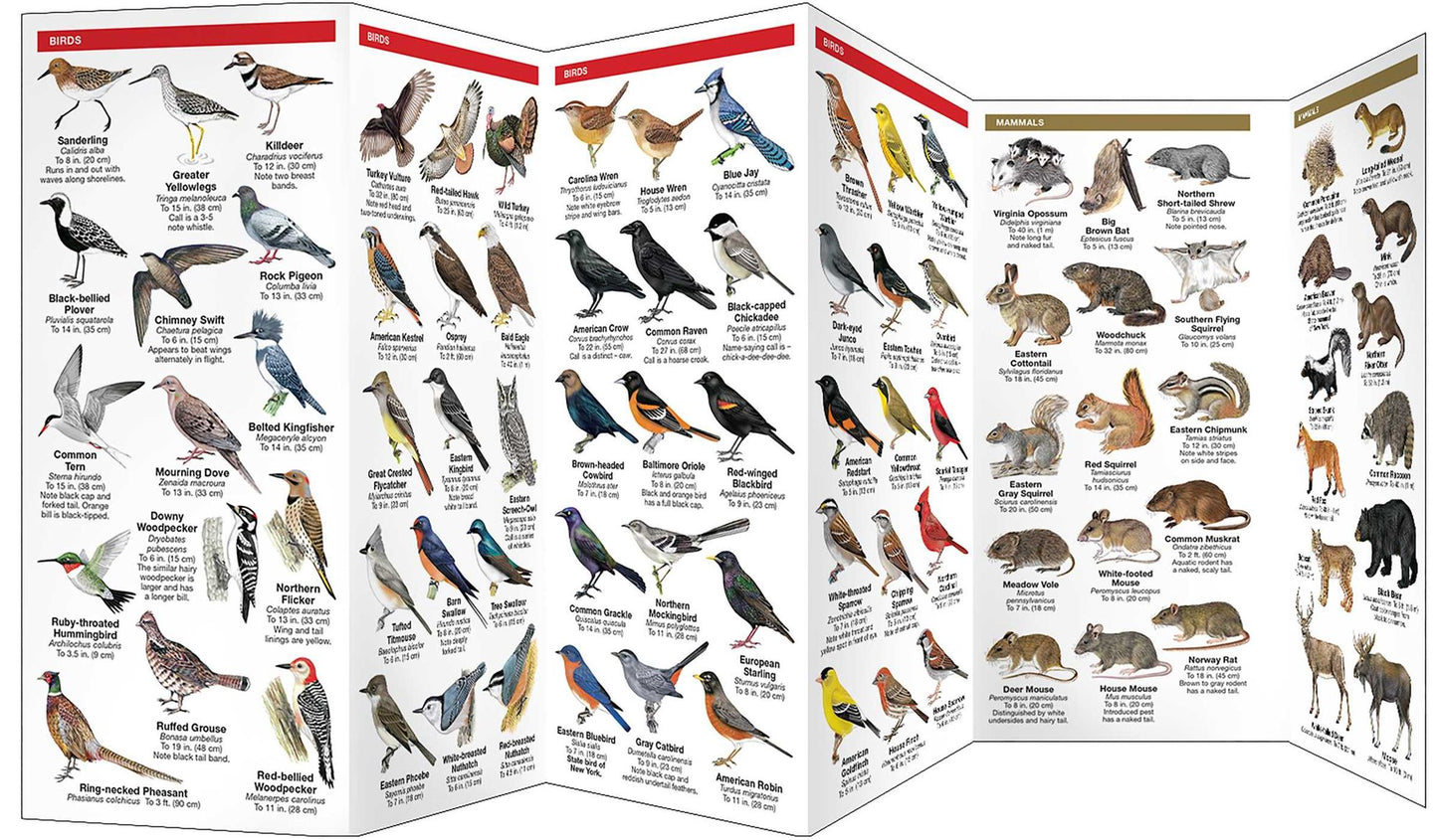 New York State Wildlife: An Introduction to Familiar Species