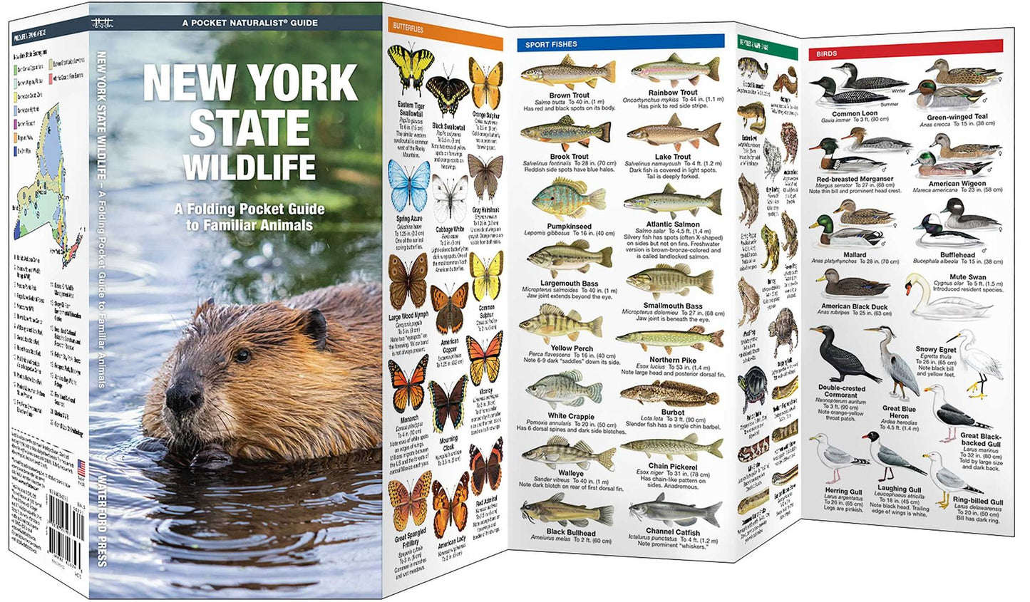 New York State Wildlife: An Introduction to Familiar Species