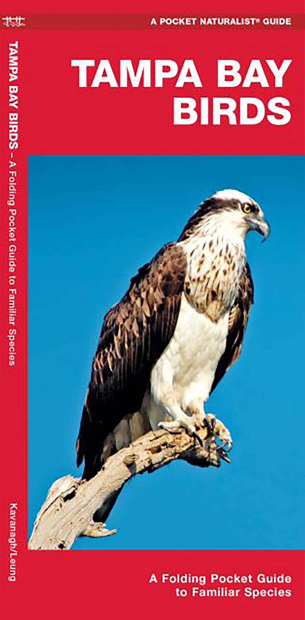 Tampa Bay Birds: An Introduction to Familiar Species of Tampa Bay, Florida