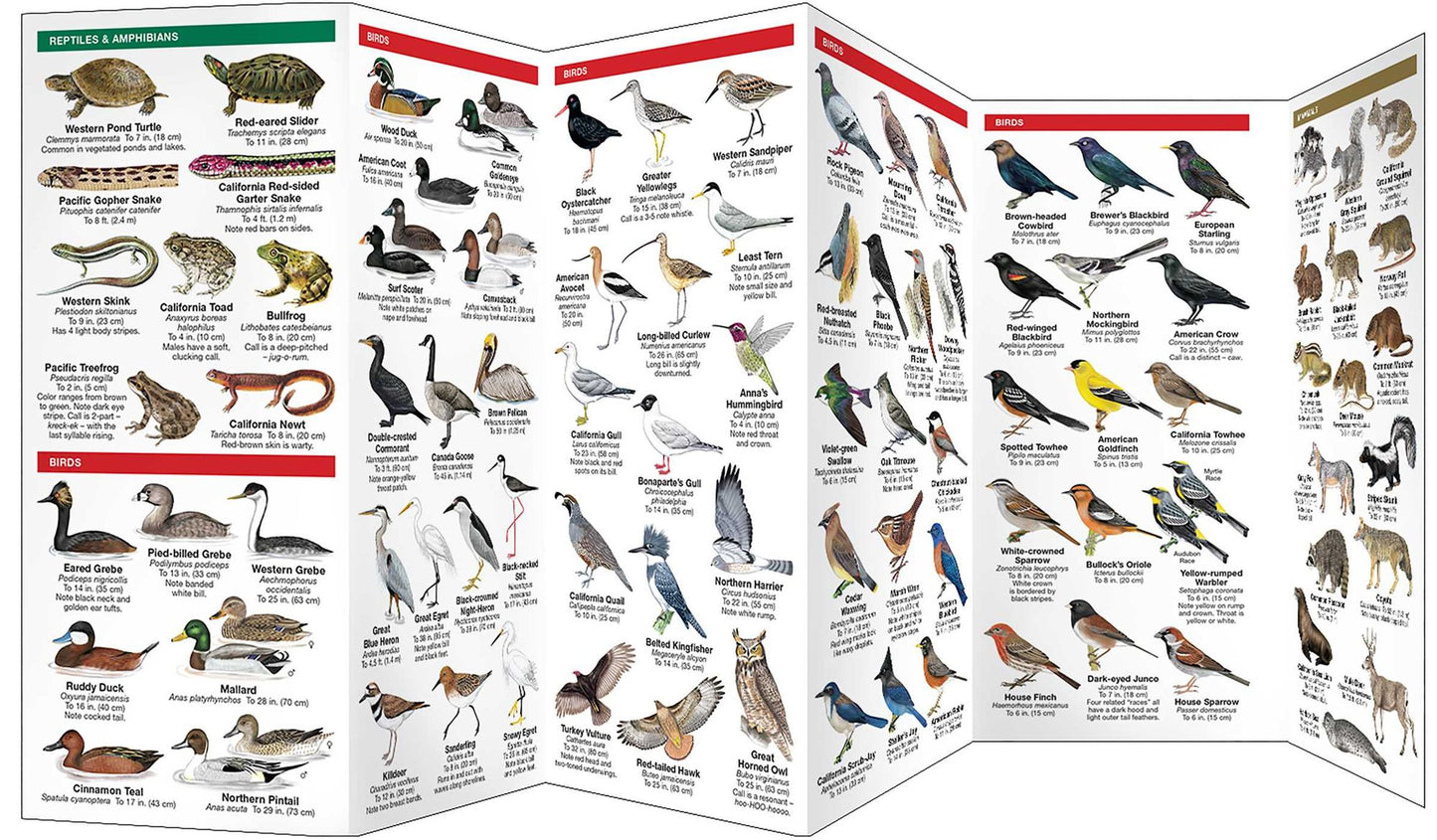 Nature of San Francisco and the Bay Area: An Introduction to Familiar Plants and Animals
