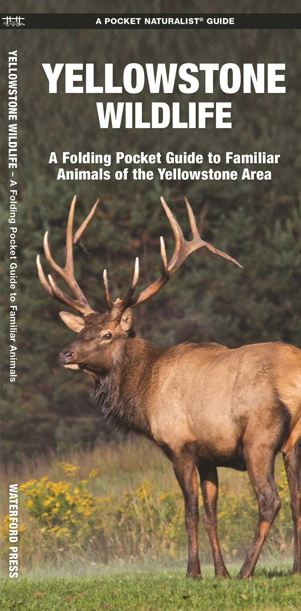 Yellowstone Wildlife: An Introduction to Familiar Species of Yellowstone Area, Wyoming