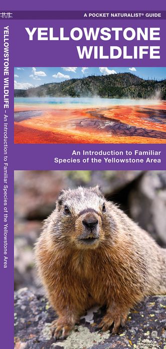 Yellowstone Wildlife: An Introduction to Familiar Species of Yellowstone Area, Wyoming