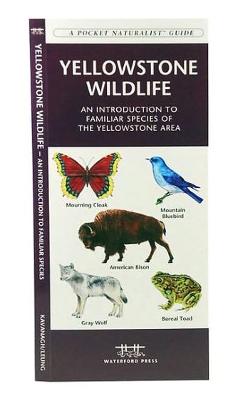 Yellowstone Wildlife: An Introduction to Familiar Species of Yellowstone Area, Wyoming