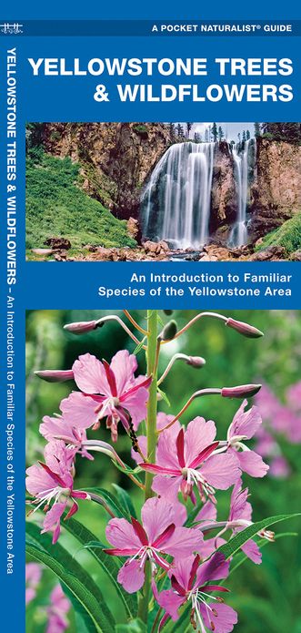Yellowstone Trees and Wildflowers: An Introduction to Familiar Species of the Yellowstone Area