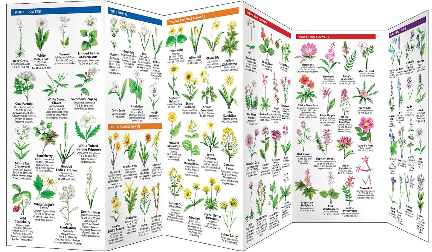 Yellowstone Trees and Wildflowers: An Introduction to Familiar Species of the Yellowstone Area
