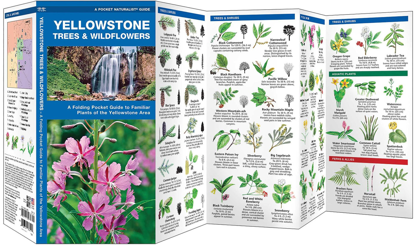 Yellowstone Trees and Wildflowers: An Introduction to Familiar Species of the Yellowstone Area