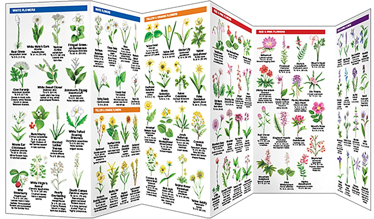 Yellowstone Trees and Wildflowers: An Introduction to Familiar Species of the Yellowstone Area