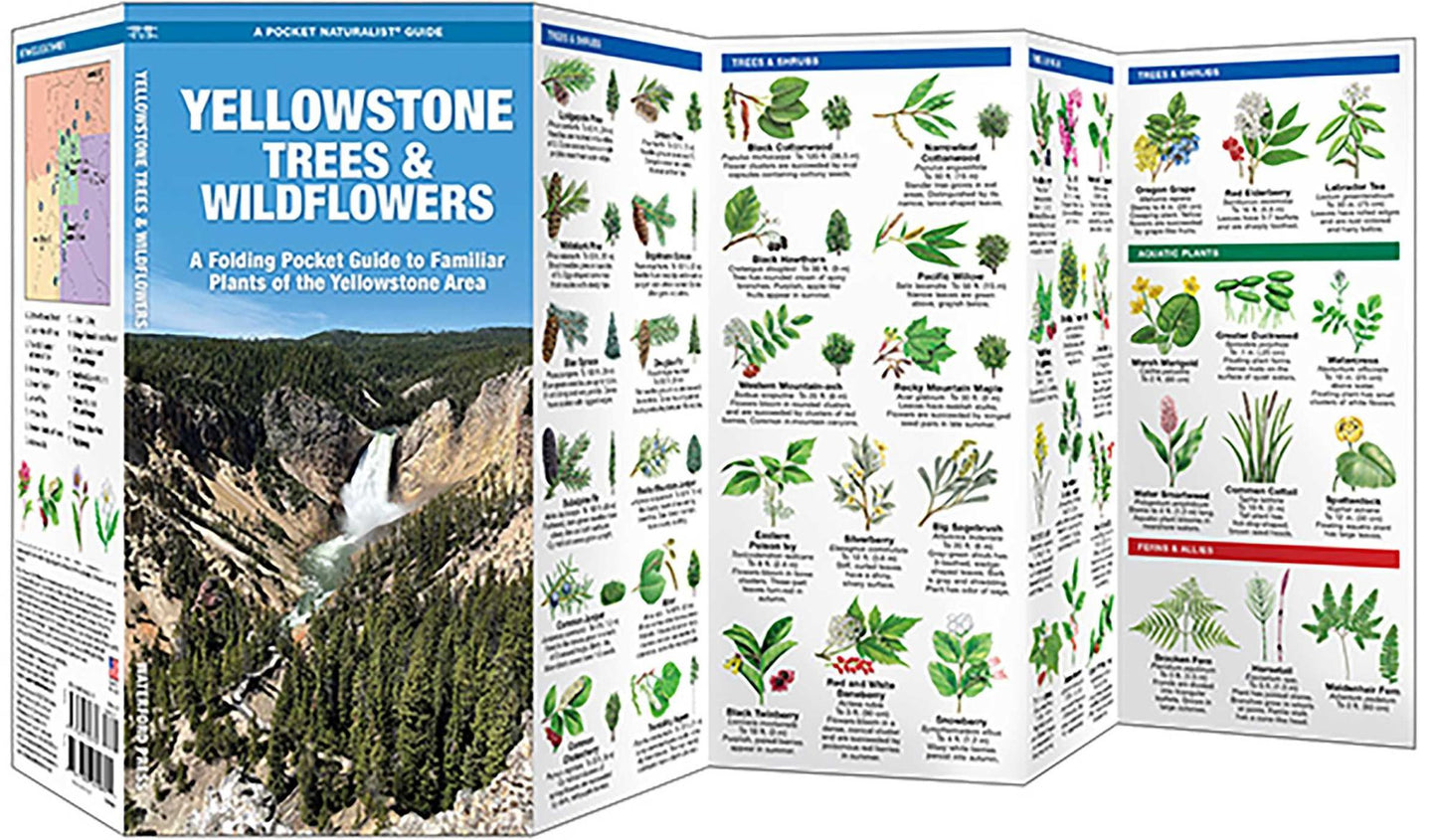 Yellowstone Trees and Wildflowers: An Introduction to Familiar Species of the Yellowstone Area