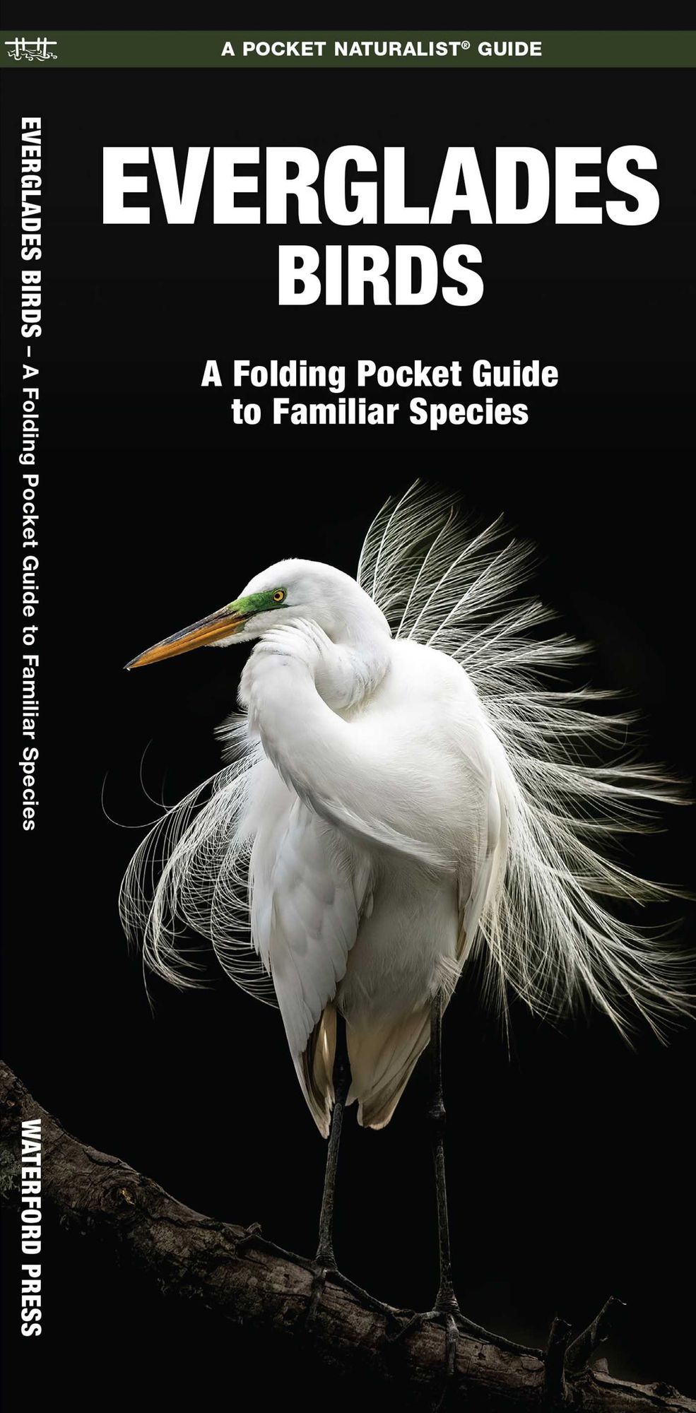 Everglades Birds: An Introduction to Familiar Species