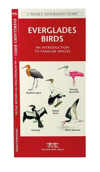 Everglades Birds: An Introduction to Familiar Species