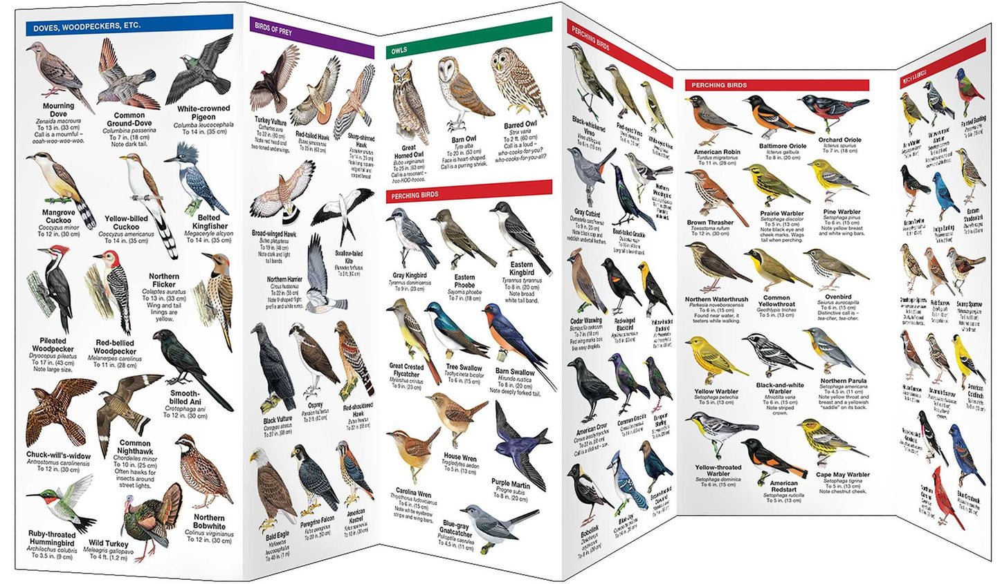 Everglades Birds: An Introduction to Familiar Species