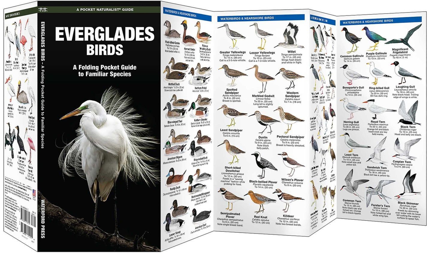 Everglades Birds: An Introduction to Familiar Species