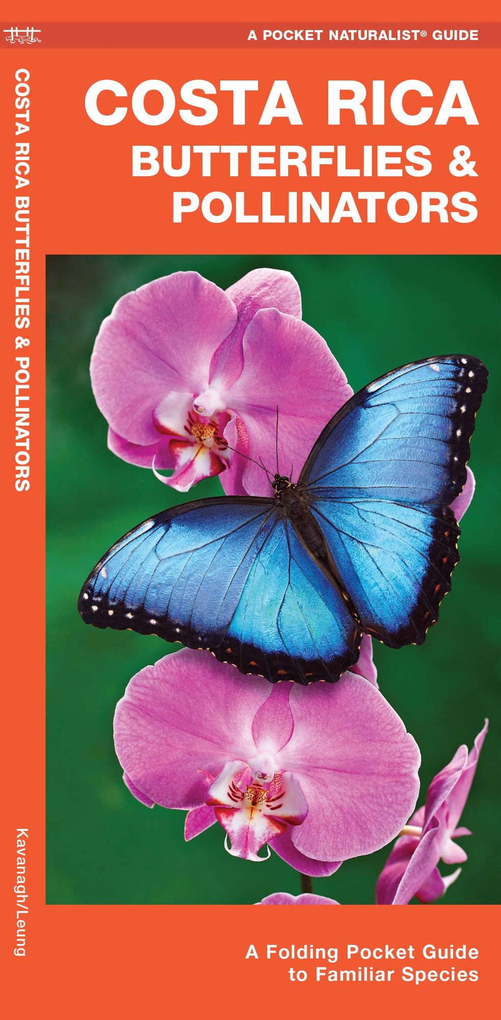 Costa Rica Butterflies and Moths: An Introduction to Familiar Species