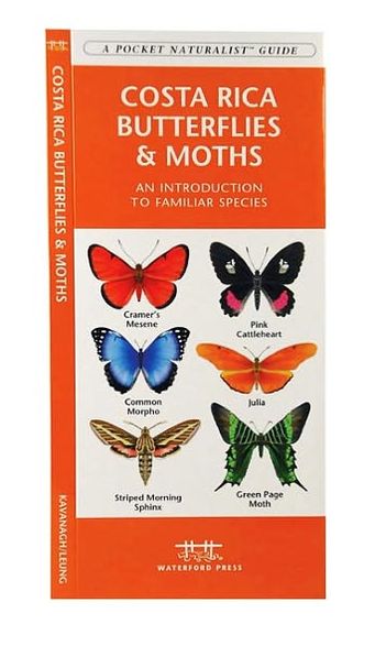 Costa Rica Butterflies and Moths: An Introduction to Familiar Species
