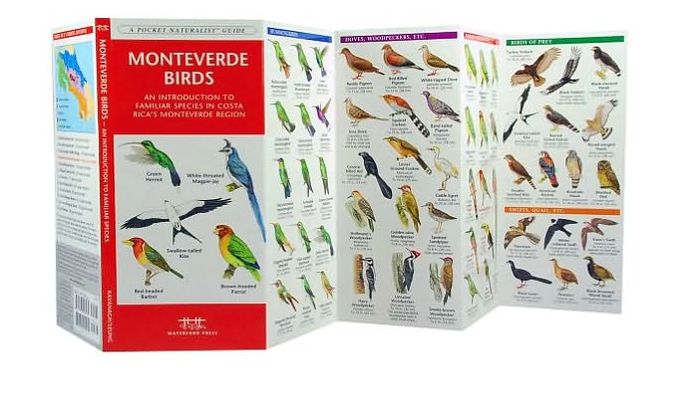 Monteverde Birds: An Introduction to Familiar Species in Costa Rica's Monteverde Region