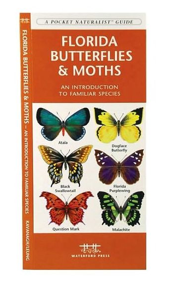 Florida Butterflies and Moths: An Introduction to Familiar Species
